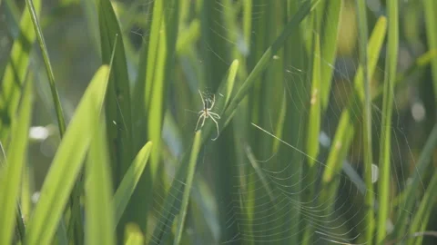 Green grass with long-bodied cellar spider 4K close-up video 動画素材 195299222