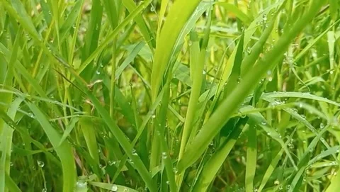 The green grass looked fresh with the tips of the leaves wet with morning dew. Stock Footage 322961183