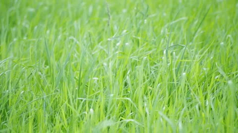 Green grass loop Video stock 4482079