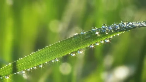 Green grass with with lots of dew drops. Summer nature early in the morning Stock Footage 130499562