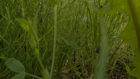 Green grass low angle macro probe lens dolly shot backwards Stock Footage 120465345