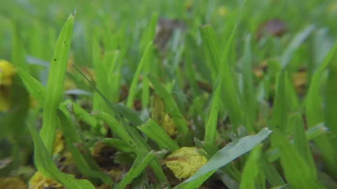 Green grass low angle pan right Stock Footage 184483208