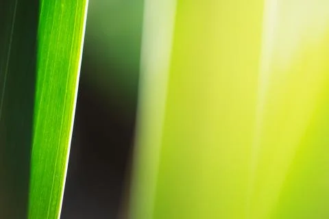 Green grass macro abstract background Stock Photos