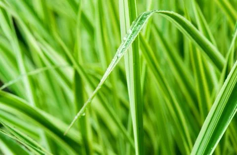 Green grass macro close up Stock Photos