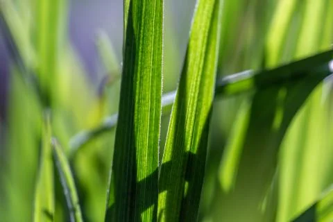Green grass macro close up Stock Photos
