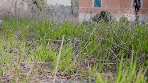 Green grass macro dolly shot moving backwards Vídeos de archivo 307997725