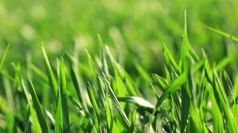 Green grass - macro Stock Footage 951097