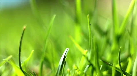 Green grass macro Stock Footage 41407756