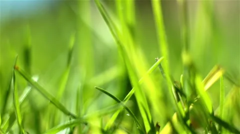 Green grass macro Stock Footage 41408002
