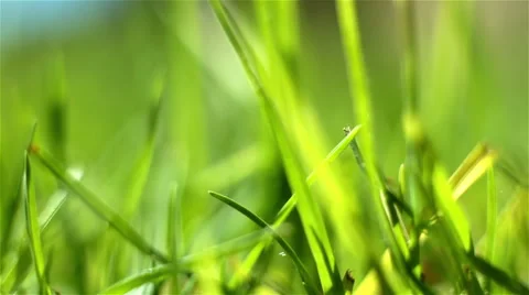 Green grass macro Stock Footage 41408094
