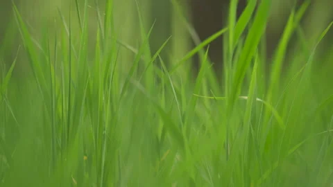 Green grass macro. Fresh grass on spring Vídeos de archivo 194236405