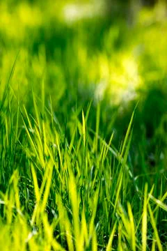 Green grass macro pattern background texture fresh spring summer fifty megapi Stock Photos