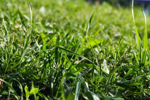Green grass macro Stock Photos