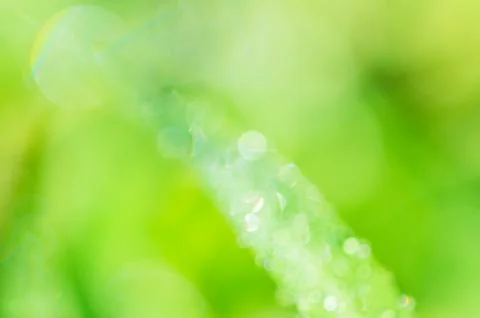 Green grass macro photo with dew drops on it. Macro nature. Stock Photos