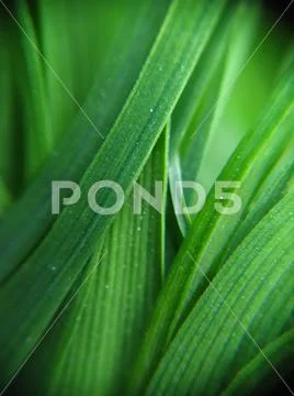 Green grass, macro photo Stock Photos