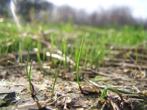 Green Grass Macro with Sunlight Stock-Fotos