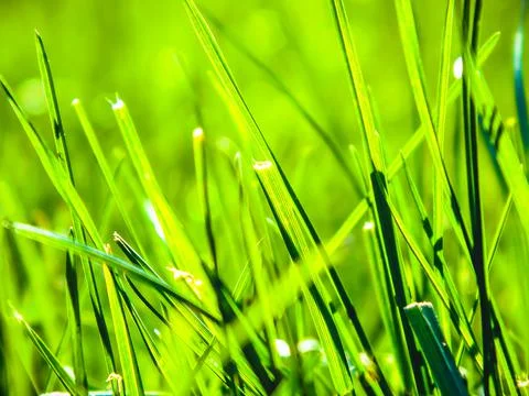 Green Grass Macro Texture Abstract Stock Photos
