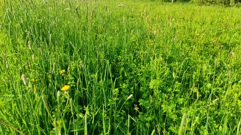 Green grass in the meadow 2 Stock Footage 335335621