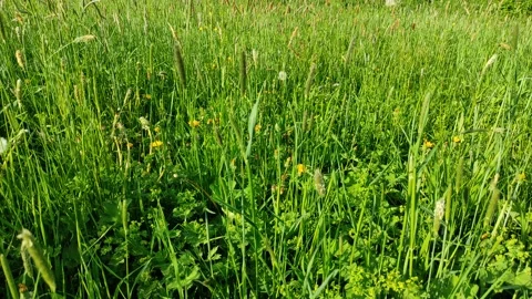 Green grass in the meadow 3 Vídeo Stock 335335752