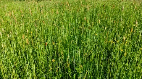 Green grass in the meadow 4 Stock Footage 335338664