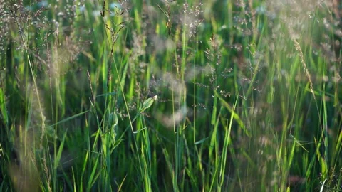 Green grass on the meadow abstract background Stock Footage 279942662