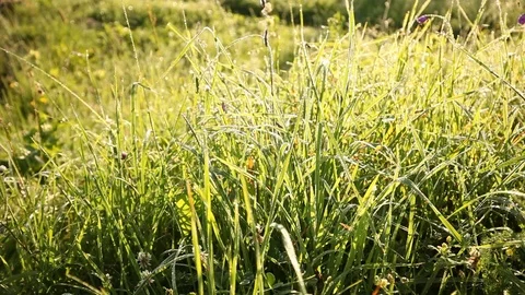 Green grass meadow and chamomile Stock Footage 79338806