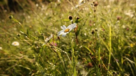 Green grass meadow and chamomile Stock Footage 79338991