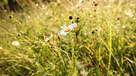 Green grass meadow and chamomile Stock Footage 79339174