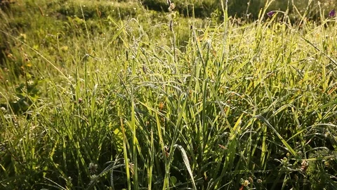 Green grass meadow and chamomile Stock Footage 79340186