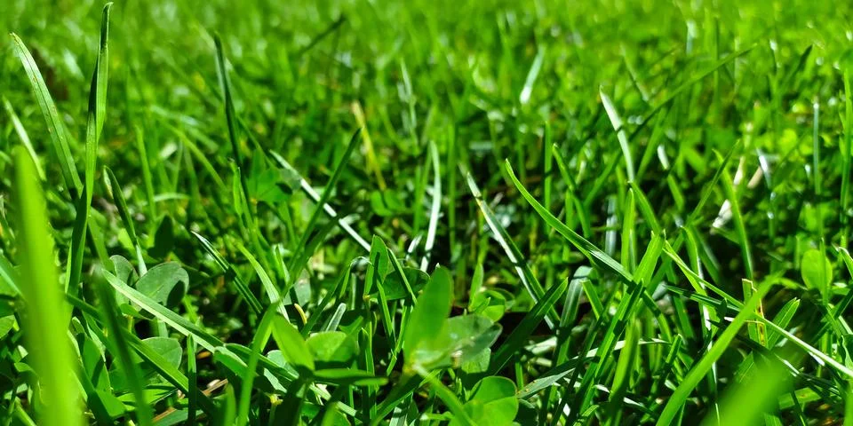 Green grass meadow background and texture. Green grass on the meadow field. Stock Photos