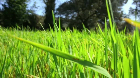 Green grass in a meadow Stock Footage 671445