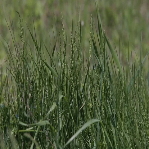 Green grass in a meadow Stock Footage 69736268