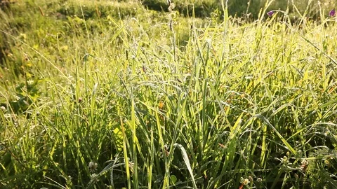 Green grass meadow Stock Footage 79339058