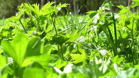 Green grass in the Meadow Video stock 91326843