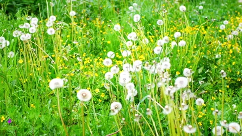 Green grass meadow Stock Footage 155593783