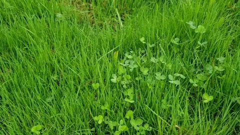 Green grass in the meadow Stock Footage 242282508