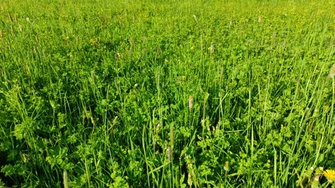 Green grass in the meadow Stock Footage 335337834