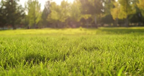 Green grass meadow glows in warm sunlight across park. Soft focus trees create Stock Footage 346690709