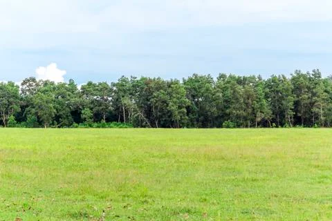 Green grass on meadow Stock Photos