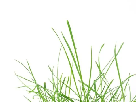 Green grass meadow Stock Photos