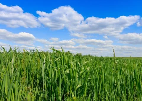 Green grass on meadow Foto stock