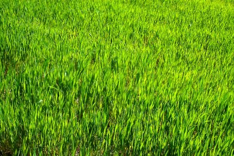 Green grass in a meadow. Stock Photos