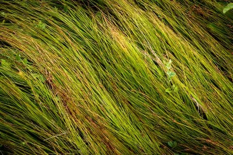 Green grass on meadow Stock Photos