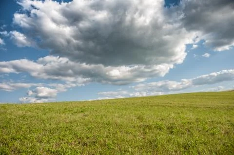 Green grass meadow Stock Photos