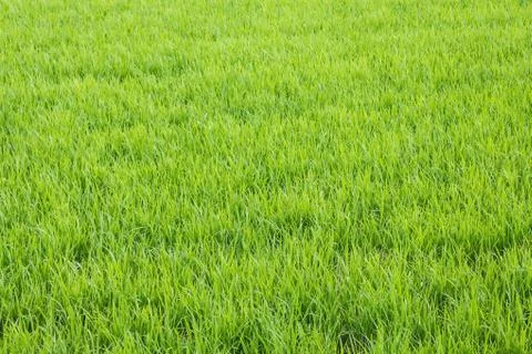 Green grass, meadow. Stock Photos