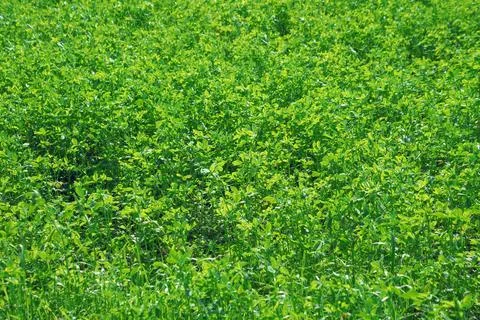 Green grass in the meadow. Stock Photos