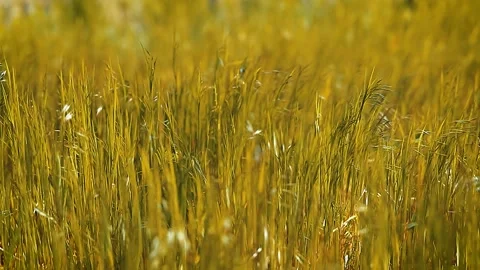 Green grass meadow rustling in the wind slow motion Video stock 154358405