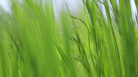Green grass meadow rustling in the wind slow motion Stock Footage 174712928