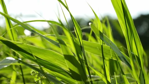 Green Grass On The Meadow Sways In The Wind Stock Footage 199640077