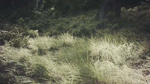 Green grass meadow in woods -  landscape with nobody Stock Footage 80559366